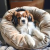 Calm Dog Music、Dog & Calm、Cheerful Beats - Wags’ Whirling Whistle