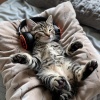 Cat Sleeping Music Project、Joyful Tunes、Cats Music Zone - Litter Steps Silent
