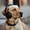 Relajamiento Total para las Mascotas、Música para dormir para mascotas、Canela Dorada - Las Mascotas Se Calman Con Tonos Suaves