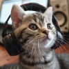 Zona de música de gatos、Musicoterapia para gatos、Buenos dias musica - La Calma De Los Gatos En La Melodía