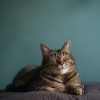 Zona de música de gatos、Relaja a mi gato、Ruido de Colores Radio 1 - El Silencio Sereno De Los Gatos