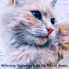Cats Music Zone、Sleepy Cats!、Music for Cat、Relax Cat - Relaxation for Cats