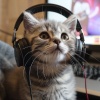 Canciones de gatos、Gato dormido、En lo profundo de un sueño - Cadencias Juguetones De Gato