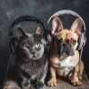 Calming Noises、Calming Music For Pets、Calming Pet Symphony - Quiet Pet Time