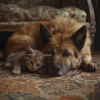 Música relajante para mascotas、Re: Imagina、TEMPORIZADOR SL - Tiempo De Tranquilidad Para Las Mascotas