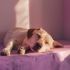 Musicoterapia con mascotas、Musicoterapia para el cuidado de mascotas mascotas tranquilas、Gracia asombrosa - Notas Suaves Para Mascotas
