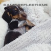 Dog Calming Music、Dog Relaxation、Jack Christiansen《Tranquil Melodies (Loopable, No Fade)》[MP3/LRC]