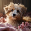 Calm Pets Music Academy、Music For Dogs Peace、Relaxing Music for Dogs《Word of the Day》[MP3/LRC]