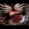 Ja66 - grrr (Explicit)