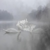 Lagoona - Stay