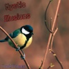 david palmer - Mystic Illusions