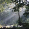 Waldgeräusche、Vogelstimmen、Naturgeräusche und Vogelgezwitscher - Tranquil Drift (Loopable, No Fade)