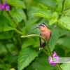 Birds In The Forest、Sounds of Nature Zone、Forest Sounds - Polaris