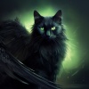 EeV - 猫