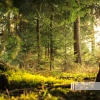 Birds In The Forest、Sounds of Nature Zone - Peace