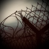Sarin - Chains