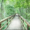 Nature Sound Series - Rested Wonder
