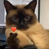 猫先生 - 离别开出花