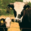 Oddie - Bovine Intervention (Explicit)