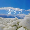 七喜 - 毒草花