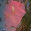 Sunniva - Rhubarb