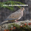 Zee Geluiden、Natuurgeluiden、Dromerige Natuurgeluiden - Velvet Echo (Loopable, No Fade)