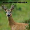 Zee Geluiden、Natuurgeluiden、Dromerige Natuurgeluiden - Velvet Echo (Loopable, No Fade)