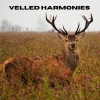 Zee Geluiden、Natuurgeluiden、Dromerige Natuurgeluiden - Velvet Echo (Loopable, No Fade)