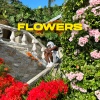 DSP - FLOWERS (Explicit)