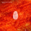 Marco Bailey、Sigvard - Tempest (Original Mix)