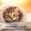 Music for Cat、Cat Music Dream、Cats Purring、Cats Music Zone、Sleepy Cats! - Whisker Dreams