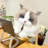 芝士汉堡、Suno.ai - 床上的爱