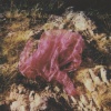 Freya Arde - Ghost Waltz (Single Edit)