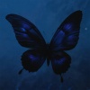Ashess、vishæs - butterfly effect