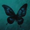 Ashess、vishæs - butterfly effect (Spedup)