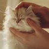 Cats Music Zone - Feline Frequency Bliss