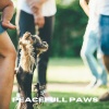 Música Relajante para Perros、Colectivo De Música Para Perros、Jack Christiansen - Whispering Tails (Loopable, No Fade)