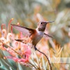 Birds In The Forest、Sounds of Nature Zone、Forest Sounds - Peaceful Birds