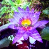 Yoga Workout Music - Mindshaft