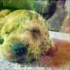 Baby Lullaby - Sleep Serenity