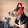 Celtic Orchestra、Pet Vibes、Restful Pet Music - Calm Pet Tunes
