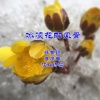 高鹰 - 冰凌花的风骨