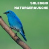 Vogelstimmen Welt、Naturgeräusche zur Entspannung、Waldgeräusche - Harmony of the Forest