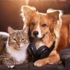 Relaxing Day Music、Relaxing Music for Pets、Pets Relax - Quiet Paws Melody