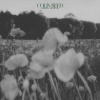Colin Reed - Grateful Moments