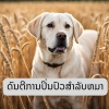 BS ການປິ່ນປົວດ້ວຍດົນຕີຕ້ານຄວາມກົດດັນ - ຫມູ່ທີ່ສະຫງົບ