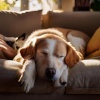 Océanos y Océanos、Jukebox Canino、Música Ambiental para Perros - Latidos De Cola Feliz