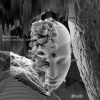 Sakin Bozkurt - Body Construction