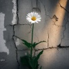 Lone Thought Nothings - The Wall (Explicit)