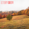 会飞的牛 - 丁香花